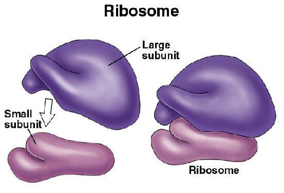 Ribosomes Function Introduction Location And Structure