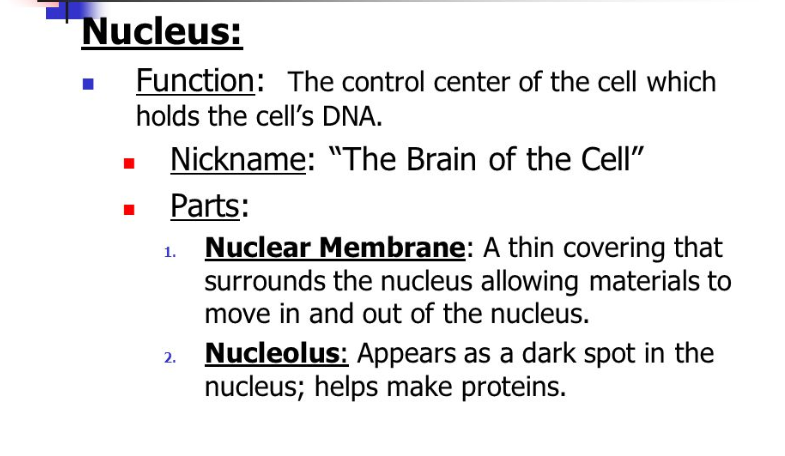 Nucleus Function