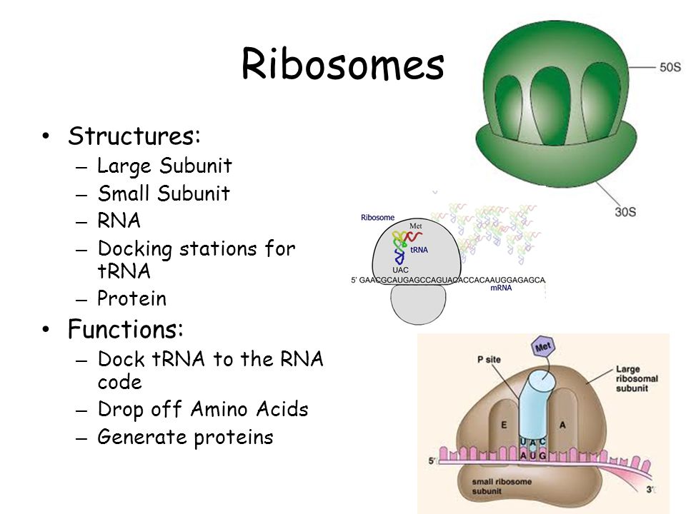 Ribosomes Function