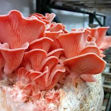Edible Mushrooms 