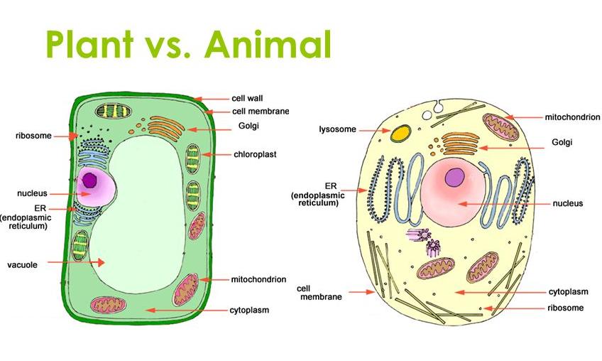 Plant Cell | Introduction , Structure & Model