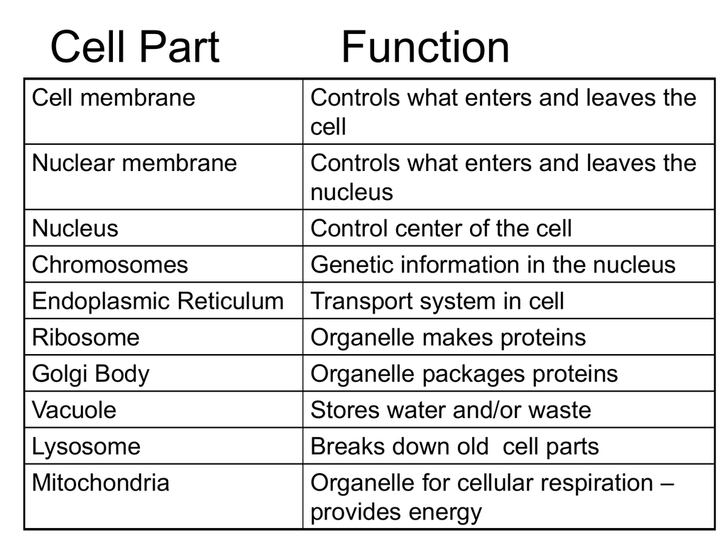 Animal Cell | Definition , Functions & Structure