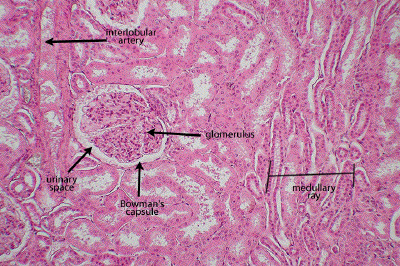 Renal Tubule Definition Anatomy Function
