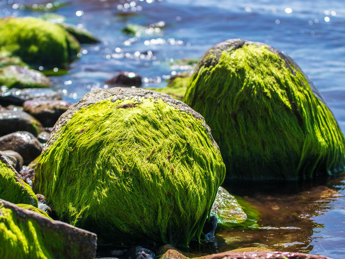 Green Algae