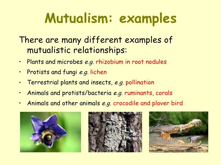 Mutualism | Definition, Types & Examples