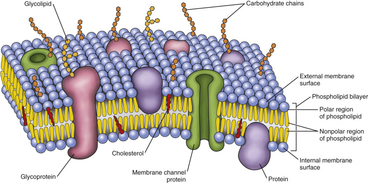 Cell Membrane Structure Phospholipids