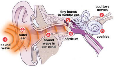 How The Ear Works