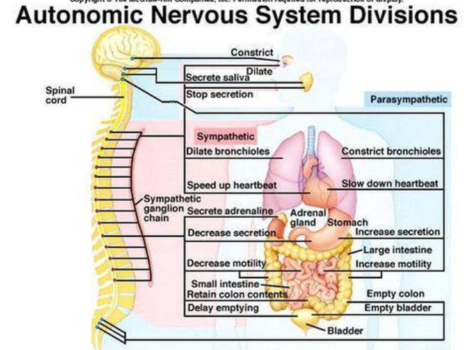 Autonomic Nervous System: