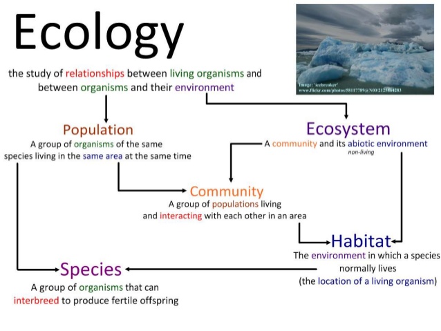 Ecologies Definition