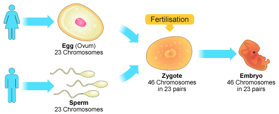 Zygote | Definition, Formation and Examples