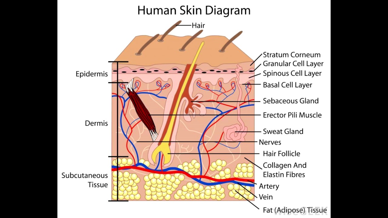 Skin Definition Structure And Functions Of Skin Skin Definition Structure And Functions Of Skin