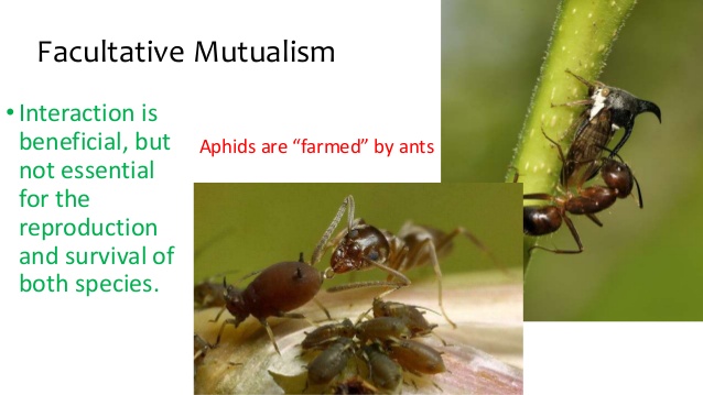 Mutualism | Definition, Types & Examples