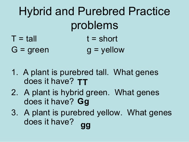 Difference Between Hybrid and Purebred