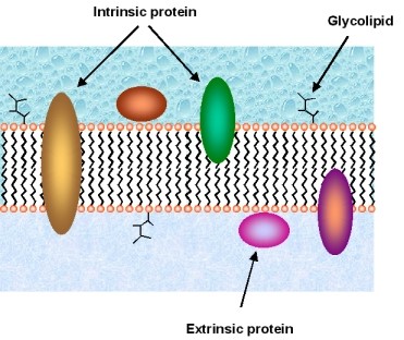 Functions of the Cell Membrane