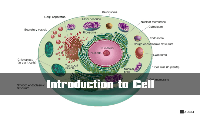 Introduction to Cell