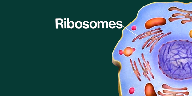 Ribosomes Function | Introduction, Location & Structure