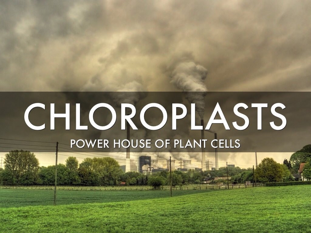 Chloroplast Function