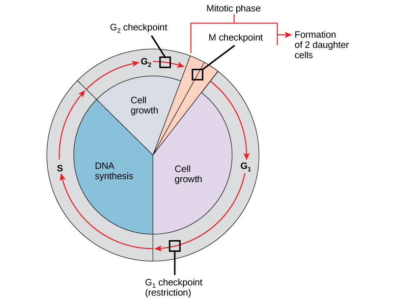 Phases of the Cell Cycle