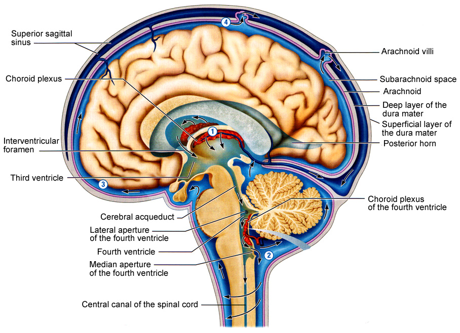 Cerebrospinal Fluid Functions