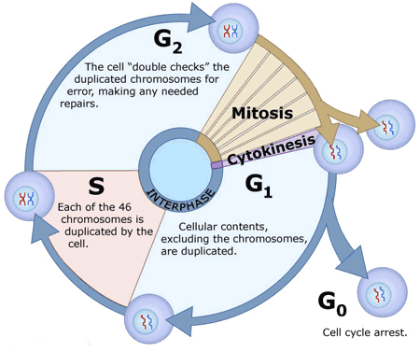 Phases of the Cell Cycle
