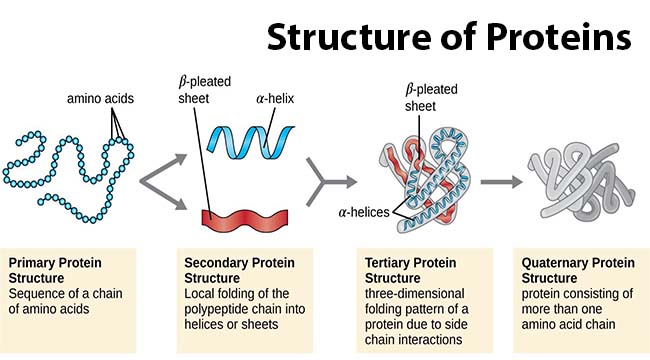 Proteins Functions