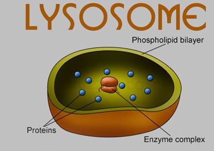Lysosomes Functions