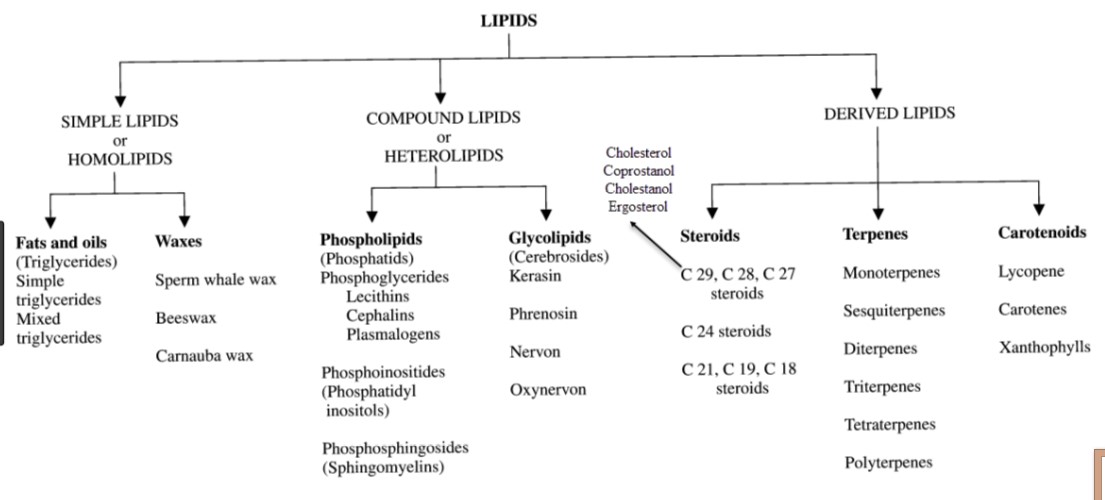 Functions of Lipids
