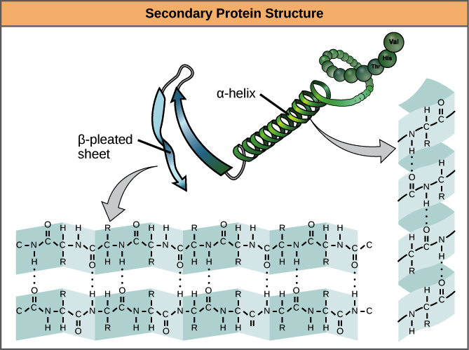 Proteins Functions