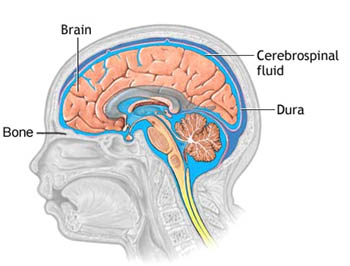 Cerebrospinal Fluid Functions