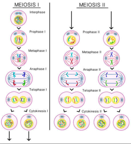 Phases of Meiosis
