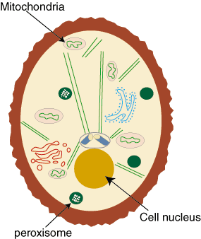Peroxisomes Structure