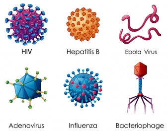Virus Structure