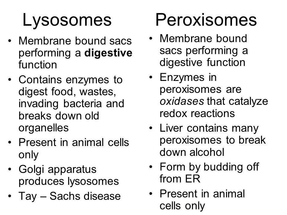 Peroxisomes Structure