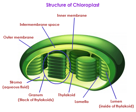 Chloroplast Function