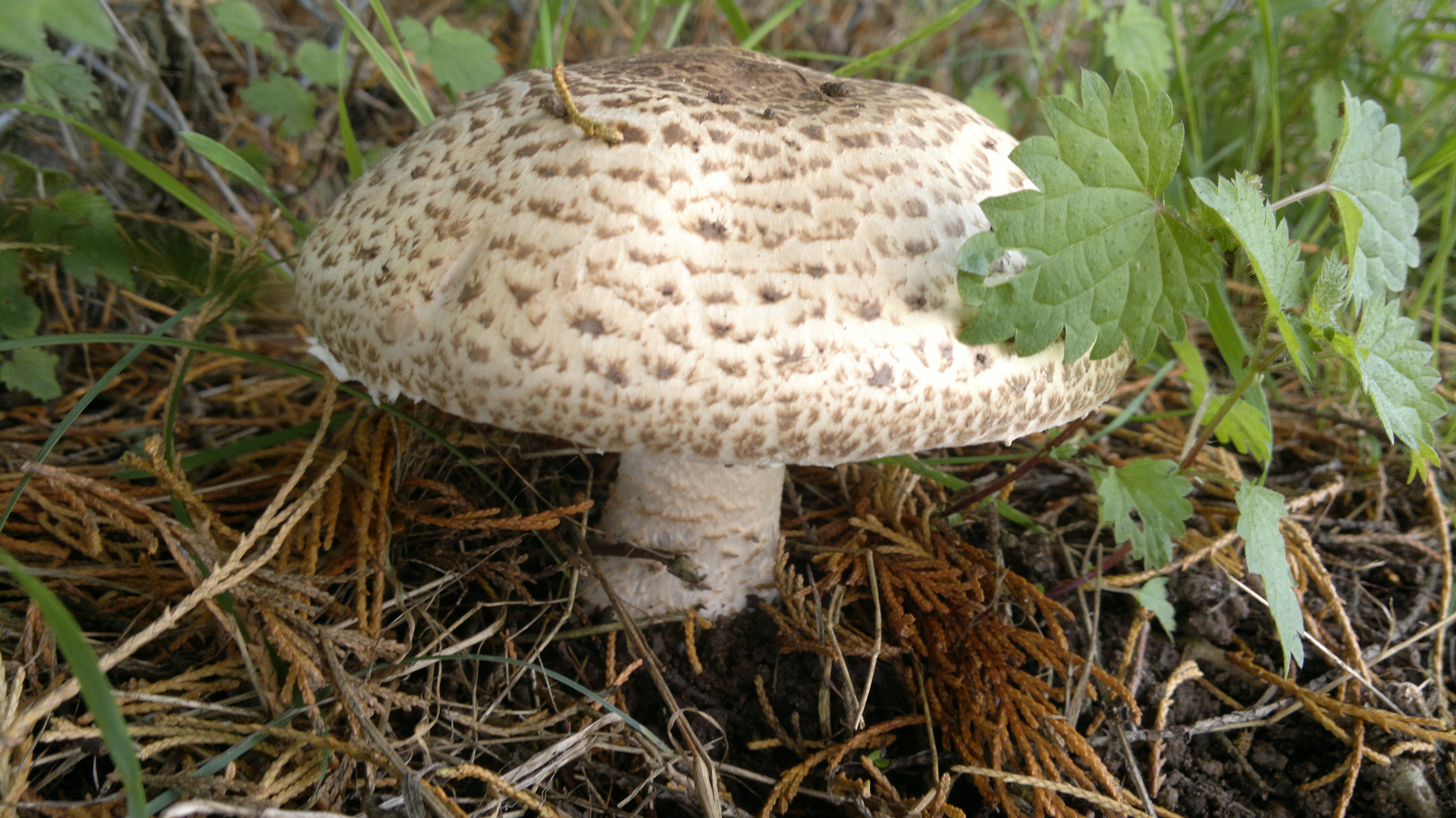Mushroom Nutrition