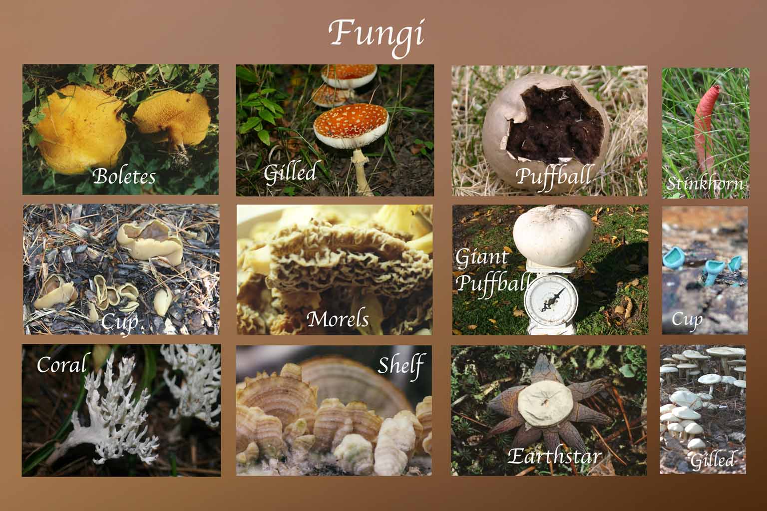 Fungi Kingdom Characteristics Biology CASIA Fungi Kingdom Characteristics Biology CASIA