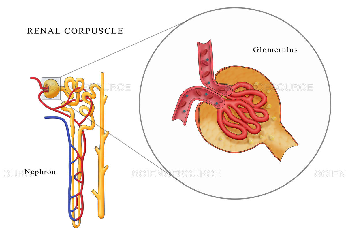 Glomerulus
