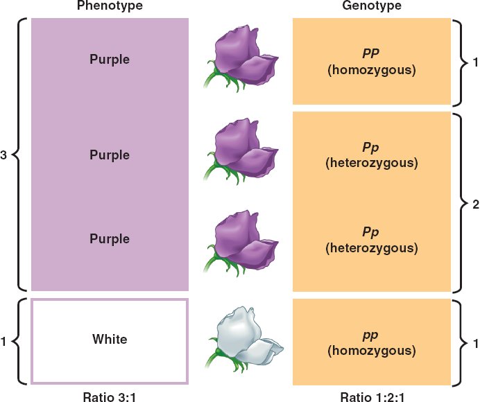 Genotype Vs Phenotype