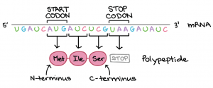 Codon | Anticodon Introduction, Chart & Examples