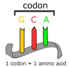 Codon