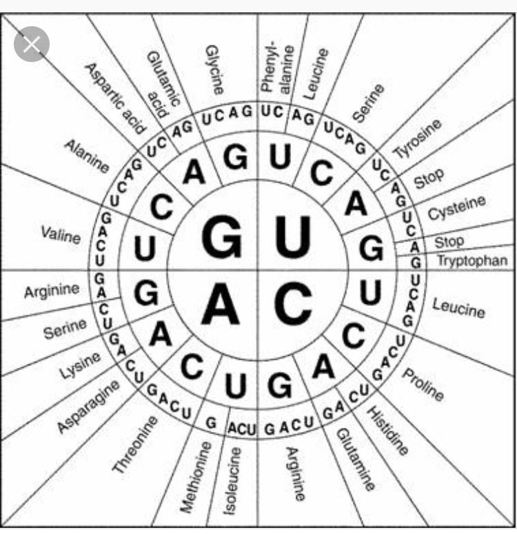 Codon Anticodon Introduction Chart Examples