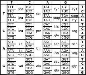 Codon | Anticodon Introduction, Chart & Examples