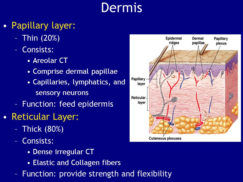 Dermis