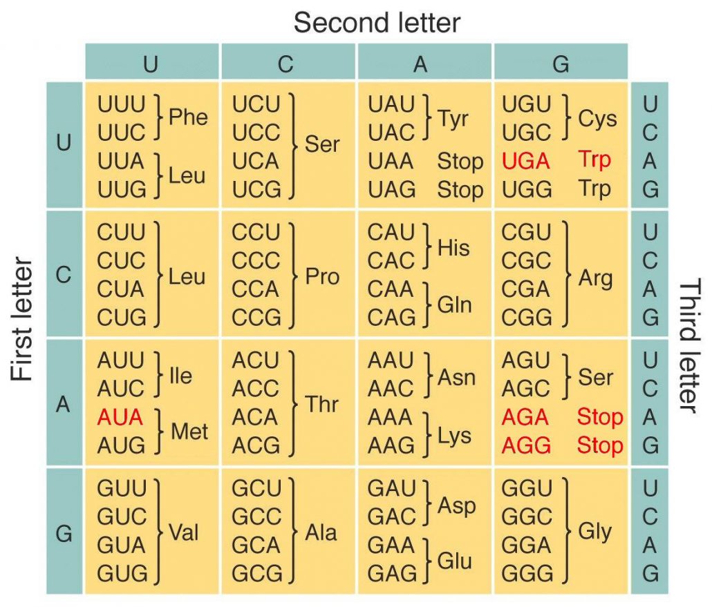 Codon Anticodon Introduction Chart Examples