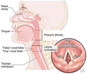 Voice Box | Definition , Location , Anatomy & Function