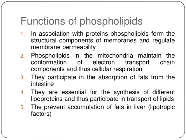 Phospholipid Bilayer