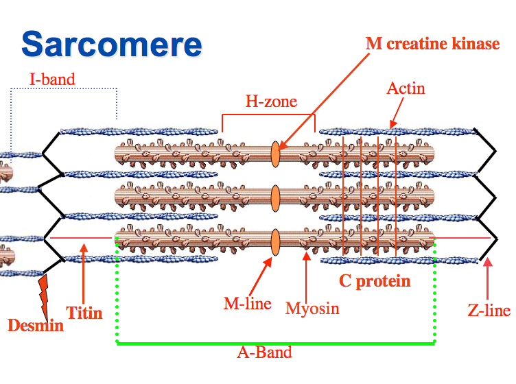 Sarcomere | Definition, Structure, & Sliding Filament Theory