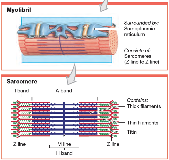 Sarcomere | Definition, Structure, & Sliding Filament Theory