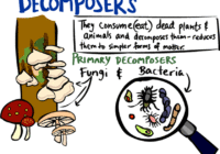 decomposer