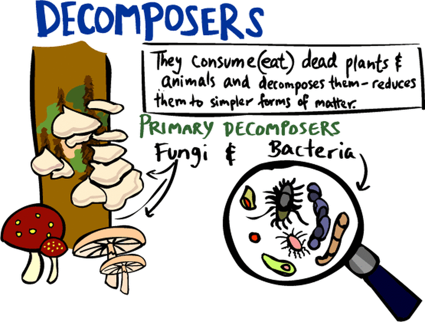 Decomposer | Definition, Structure , Types & Functions